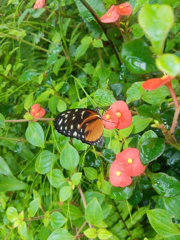 AnnikaSophia